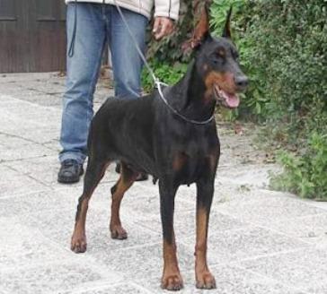 Fiona del Nasi (JR 702088) | Black Doberman Pinscher