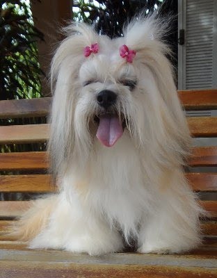 Vida Lilou Simon | Lhasa Apso 