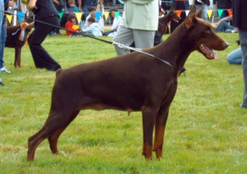 Florida del Nasi | Brown Doberman Pinscher