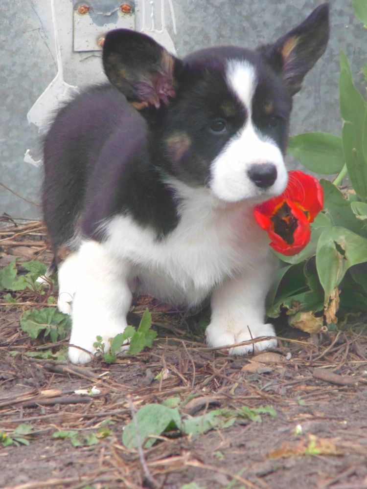 Loyal Ally Zak | Cardigan Welsh Corgi 