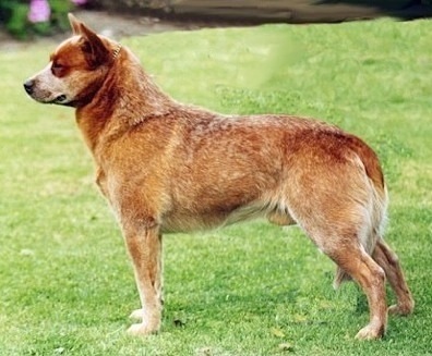 Turrella Red Rim Fire | Australian Cattle Dog 