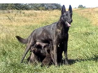 Olympe de la fureur de vivre | Dutch Shepherd 