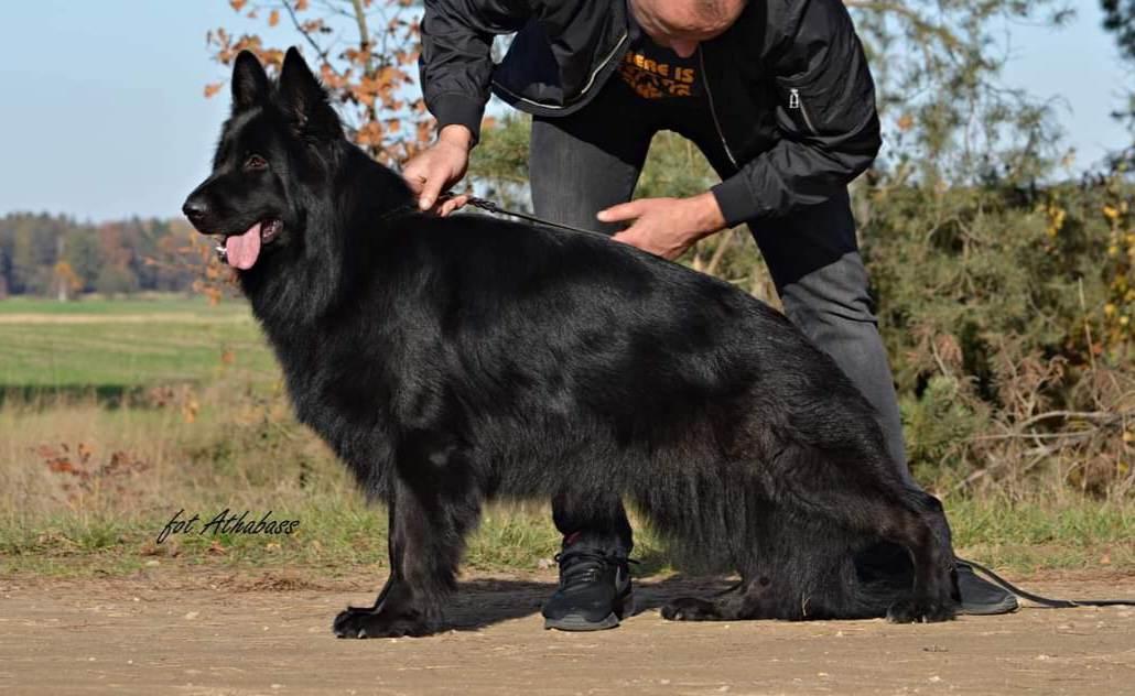 ZEMSTA-ZORCA z Czerwonego Mlyna | German Shepherd Dog 