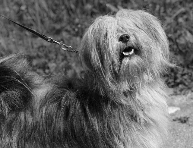 SI SI | Tibetan Terrier 