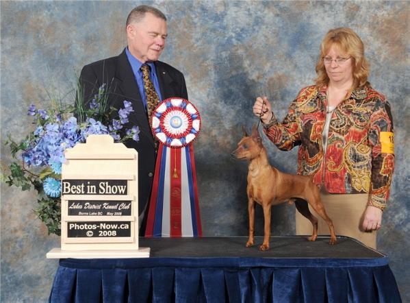 Harr's 24 KT Brat V Equinox | Miniature Pinscher 