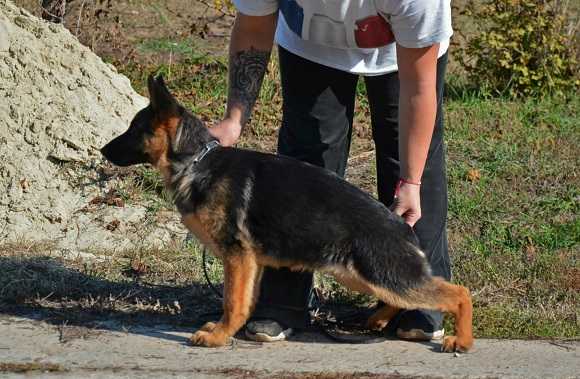 Yacki Del Casa Favore | German Shepherd Dog 