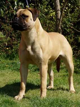 Ferdhu Shakira of Bunsoro | Bullmastiff 