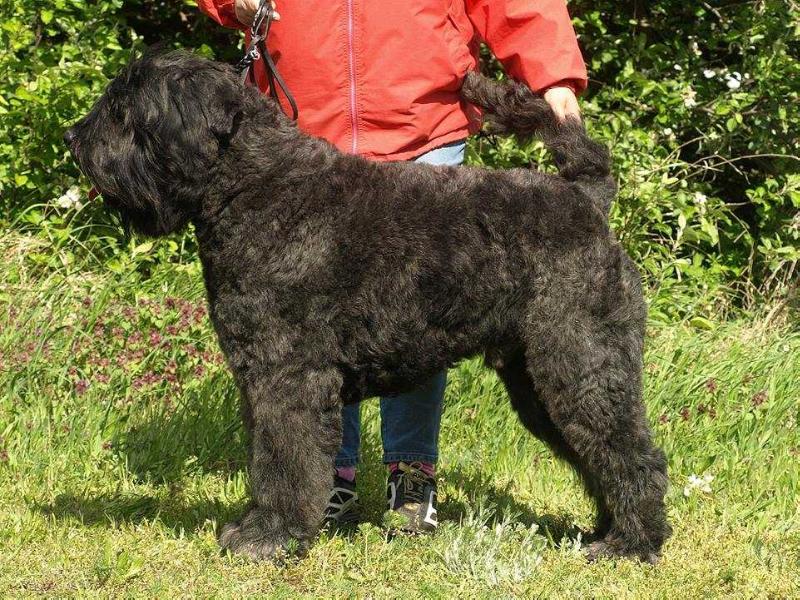 August de l'Ami Gris | Bouvier des Flandres 