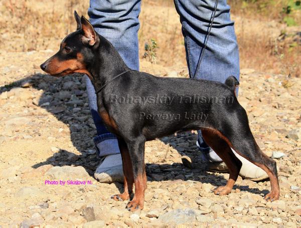 Bohayskiy Talisman Pervaya Lady | Miniature Pinscher 