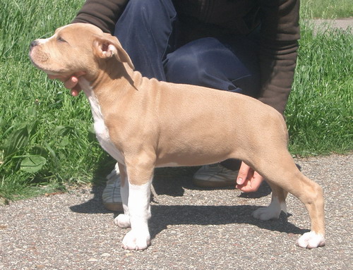 Mantikora Kalipso | American Staffordshire Terrier 