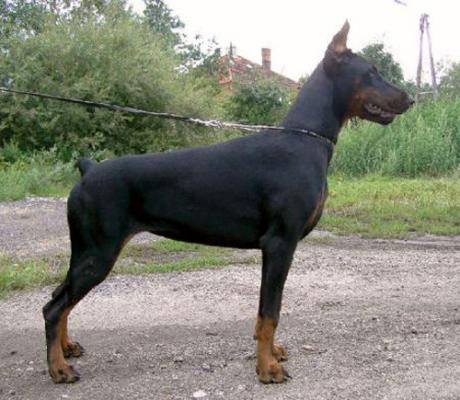 Notabene Apologeta | Black Doberman Pinscher