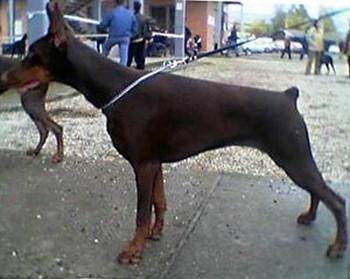 Monica v. Dunav Stam | Brown Doberman Pinscher