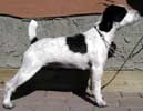 Brockwood Haypenny | Jack Russell Terrier 