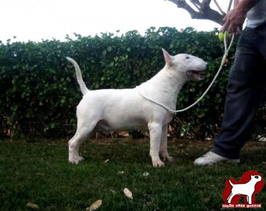 ever gentle de lord bull | Bull Terrier 