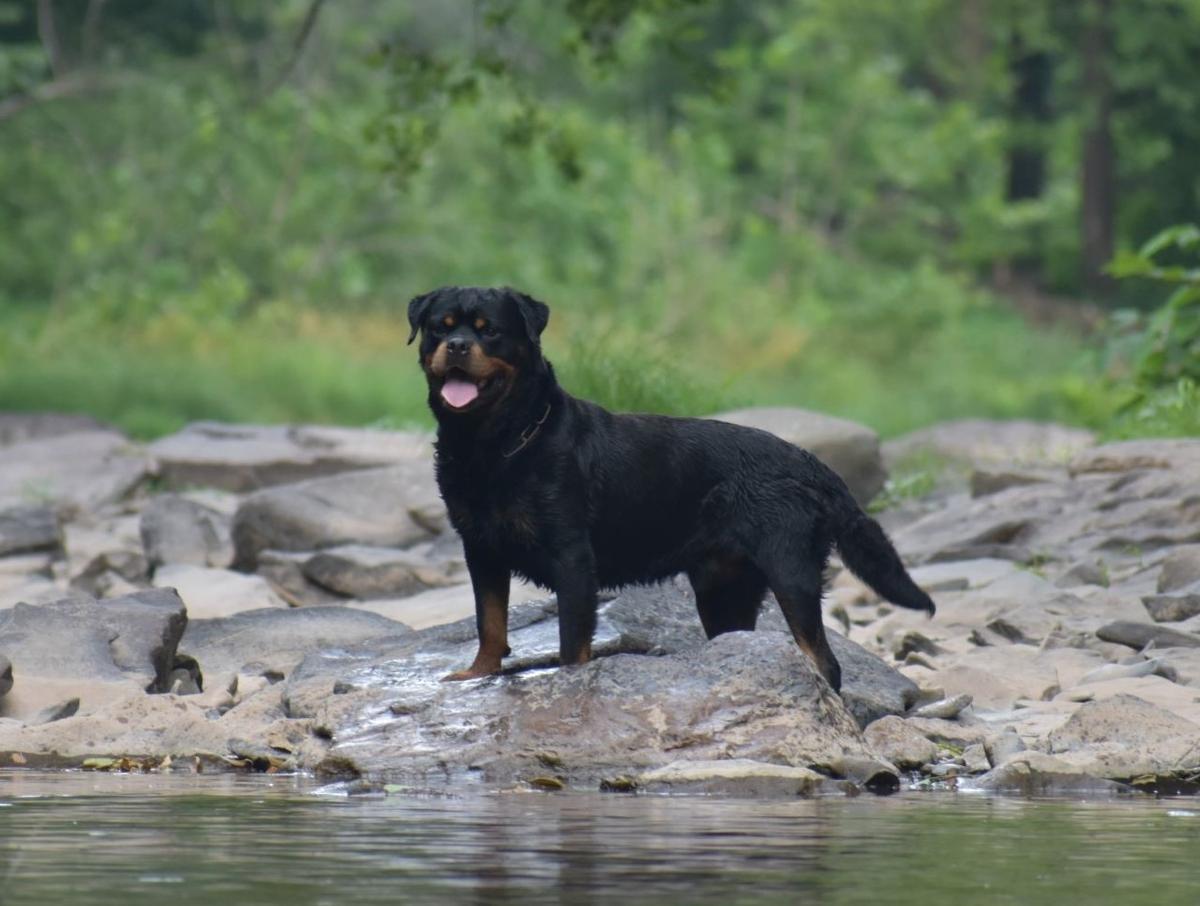 MOJO VOM GROSSEN TAL | Rottweiler 