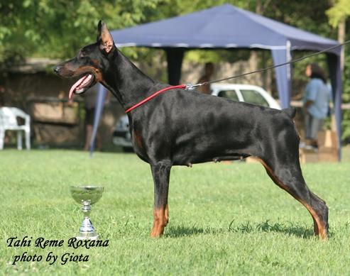 Tahi-Rème Roxana | Black Doberman Pinscher