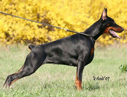 Tahi-Rème Ruthy | Black Doberman Pinscher