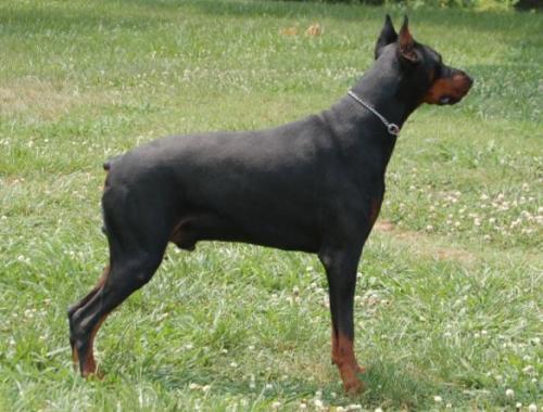 Safir del Pais Baviera | Black Doberman Pinscher