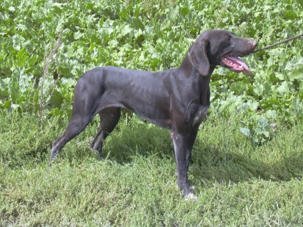 Fatou du Pied du Mont | German Shorthaired Pointer 