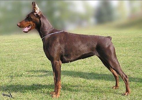 Galanthus Nobilis Bretagne | Brown Doberman Pinscher