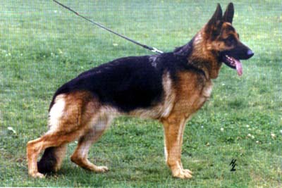 Lura vom Kirschental | German Shepherd Dog 