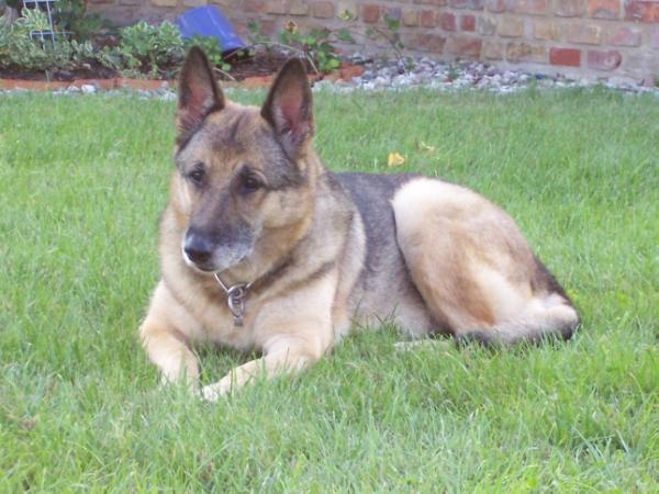 Nicki von der Martinskapelle | German Shepherd Dog 