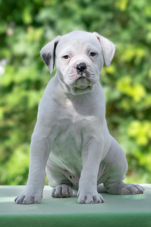 SALSA STAR | American Bulldog 