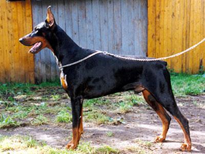 Yuzef de Marin Ross | Black Doberman Pinscher