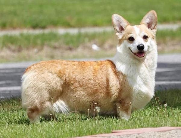 Stewart's got a lotta bling | Pembroke Welsh Corgi 
