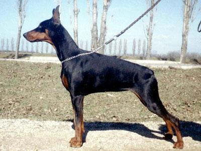 Rechel (RKF ?) | Black Doberman Pinscher