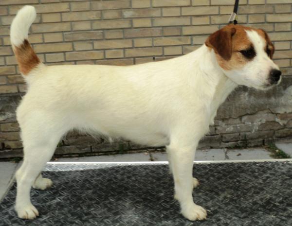 LOVELY WHITE WAD | Jack Russell Terrier 