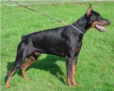 Tairothor della Divina Celeste | Black Doberman Pinscher