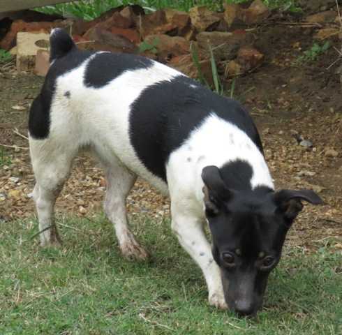 Aspen's Layla | Teddy Roosevelt Terrier 