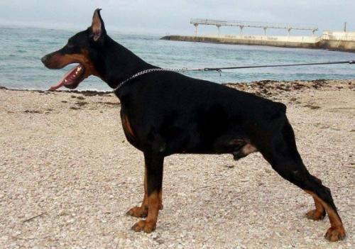 Tsentavr s Mysa Hersones | Black Doberman Pinscher