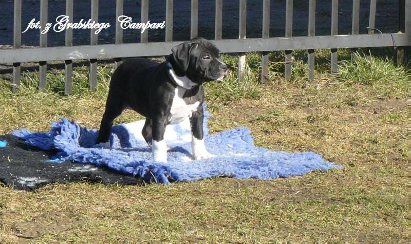 z Grabskiego CAMPARI | American Staffordshire Terrier 