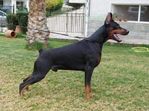 Imperator de Grande Vinko | Black Doberman Pinscher