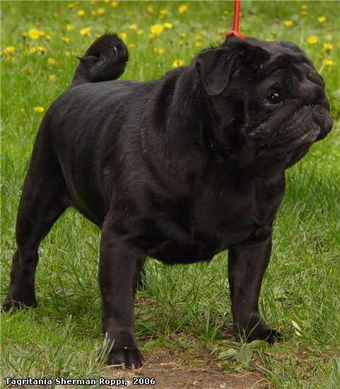 Tagritania Sherman Roppi | Pug 