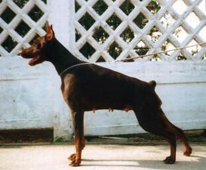 Zheltaya Orhideya s Mysa Hersones | Brown Doberman Pinscher