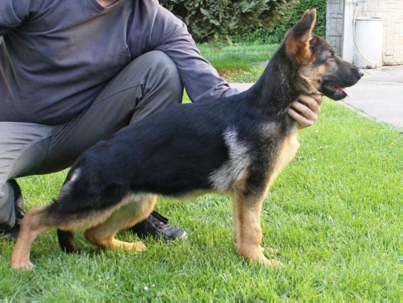 Tessa Girl vom Heerbusch | German Shepherd Dog 