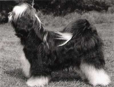 ARAKI MASKEN KOSTIUM | Tibetan Terrier 