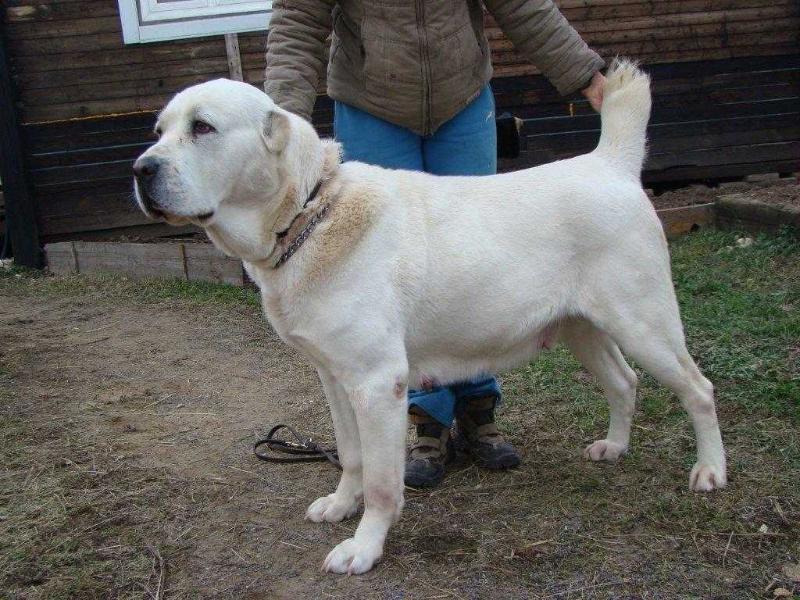 ALL-ASIJA ZHAHON RKF 2207772 white &amp; fawn | Central Asian Shepherd Dog 