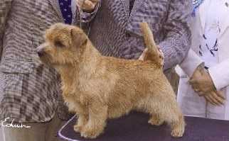 Heilurihännän From Me To You | Norfolk Terrier 