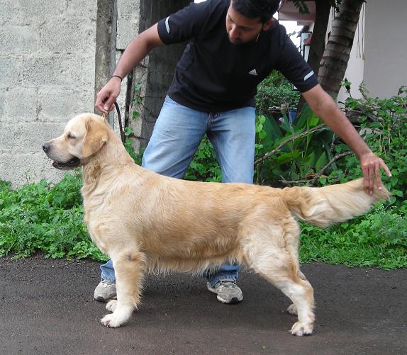 Satu'S sana | Golden Retriever 