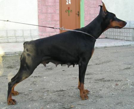 Maksima de Grande Vinko | Black Doberman Pinscher