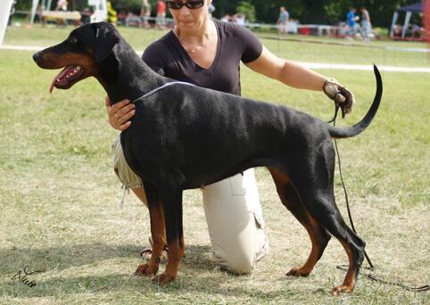 Ukrainka de Grande Vinko | Black Doberman Pinscher