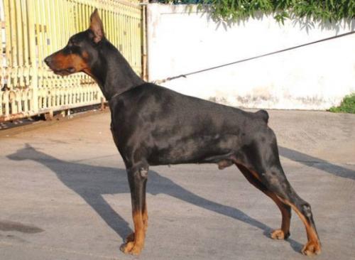 Faraon de Grande Vinko | Black Doberman Pinscher