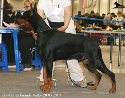 Fan-Fan de Grande Vinko | Black Doberman Pinscher