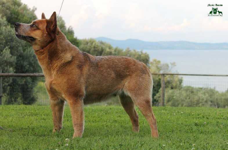 BUZZARDS FRANCESCA ROMANA | Australian Cattle Dog 