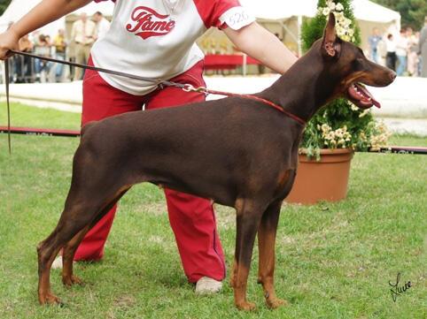 Fleur d'Orange de Grande Vinko | Brown Doberman Pinscher