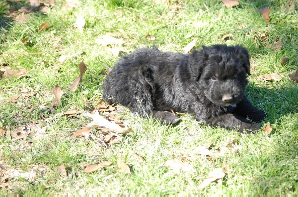 D'Angelo Gamble De Maitre De Noir | Bouvier des Flandres 